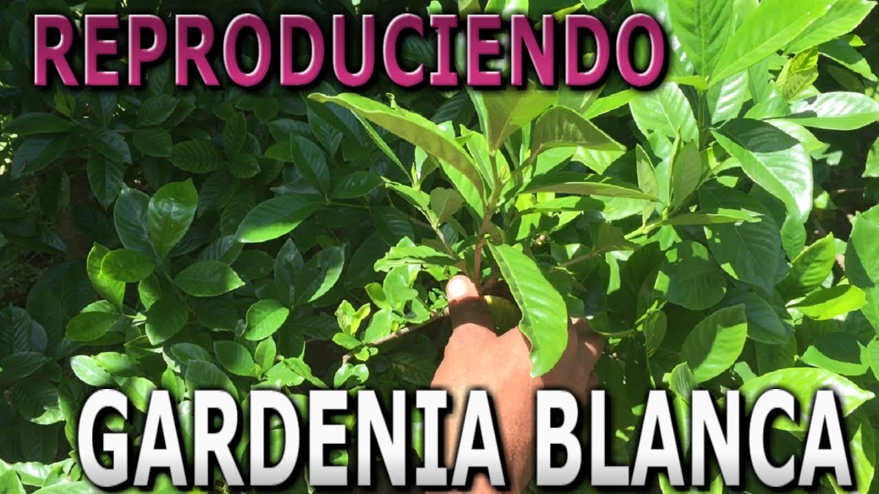 Como reproducir el arbusto de Gardenia Blanca por estacas || Info Garden