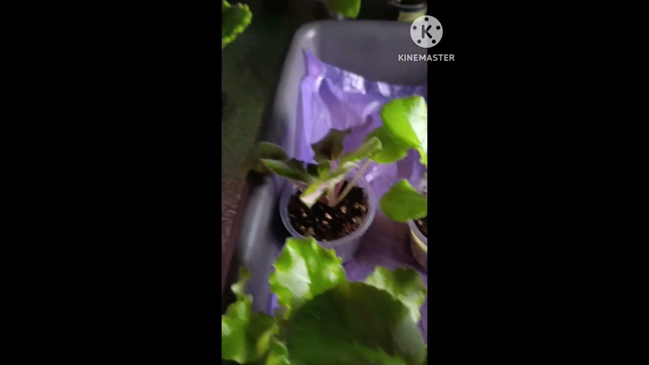 Капиллярный мат своими руками ! #капелярныймат #фиалки 