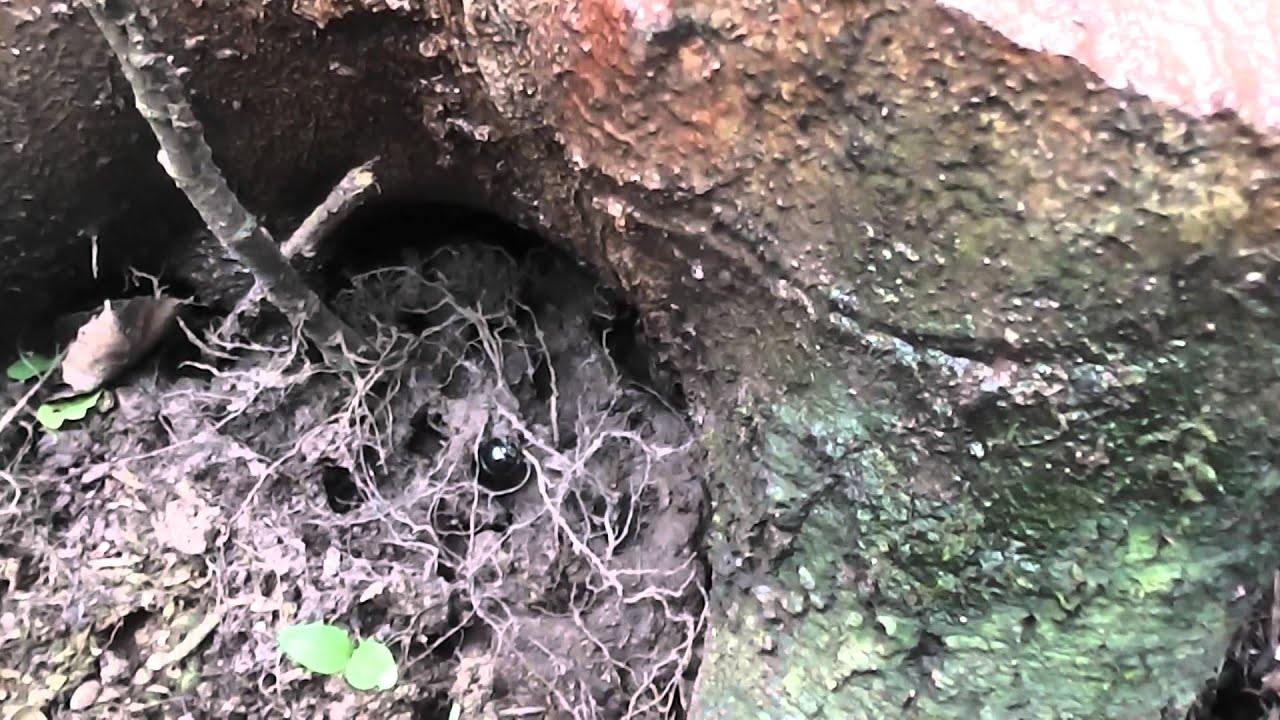 Mistk&auml;fer an einem Stamm voller Baumharz K&auml;fer, Insekten, Wald