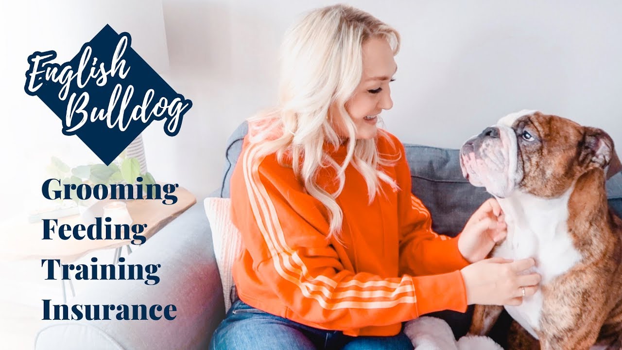 ENGLISH BULLDOG | GROOMING, FEEDING, TRAINING, PET INSURANCE + MORE! | Laura Lee