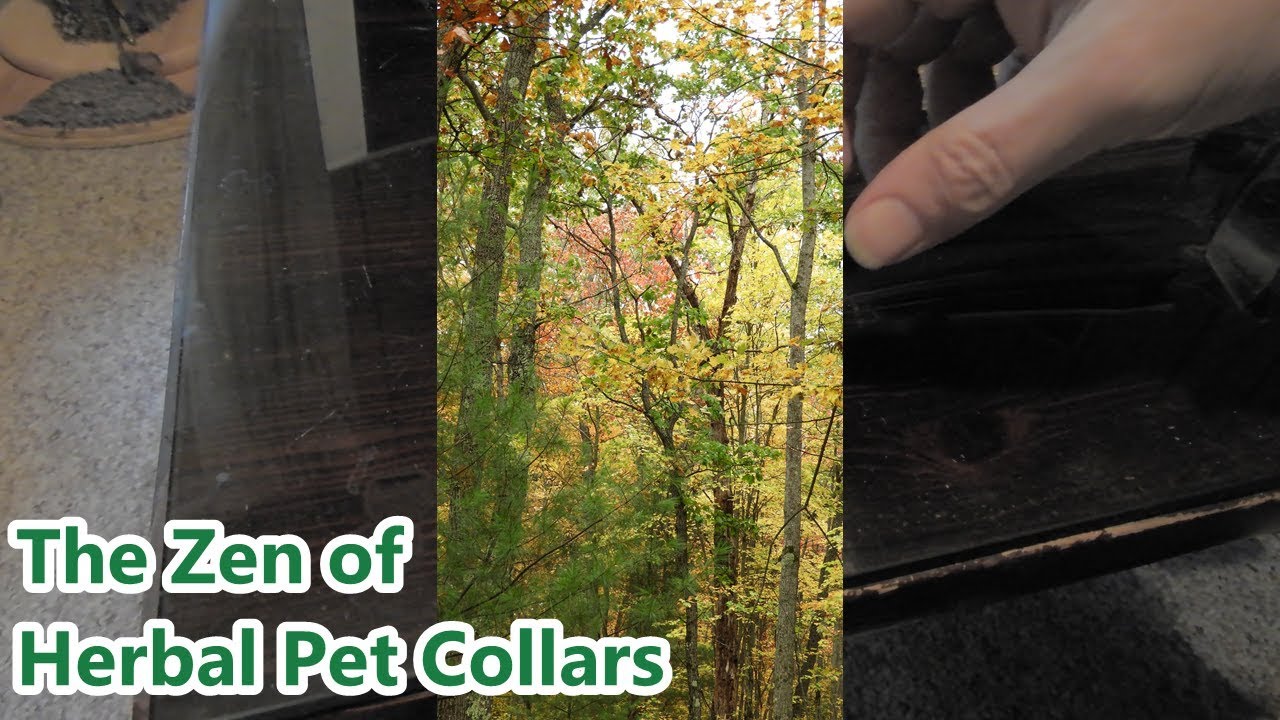 Herbal Flee Collar Usage Ideas