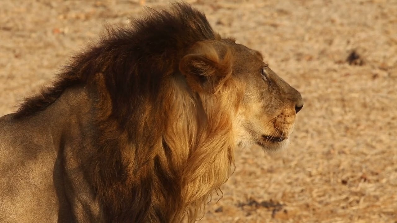 Hunger &mdash; And Now to Seek for the Hunting | Wild Instincts Unleashed #hungergames #wildlife#hunting