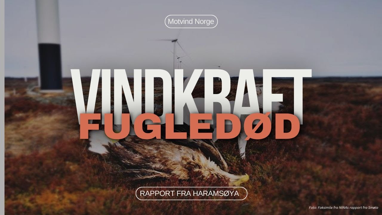 Fugledød på Haramsøya - Gaute Grøtta Grav undersøker.