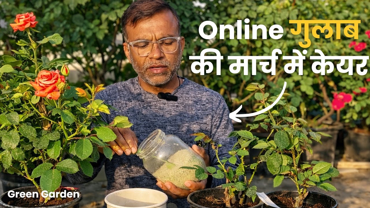 1 महीने बाद Rose Plant को क्या दें?