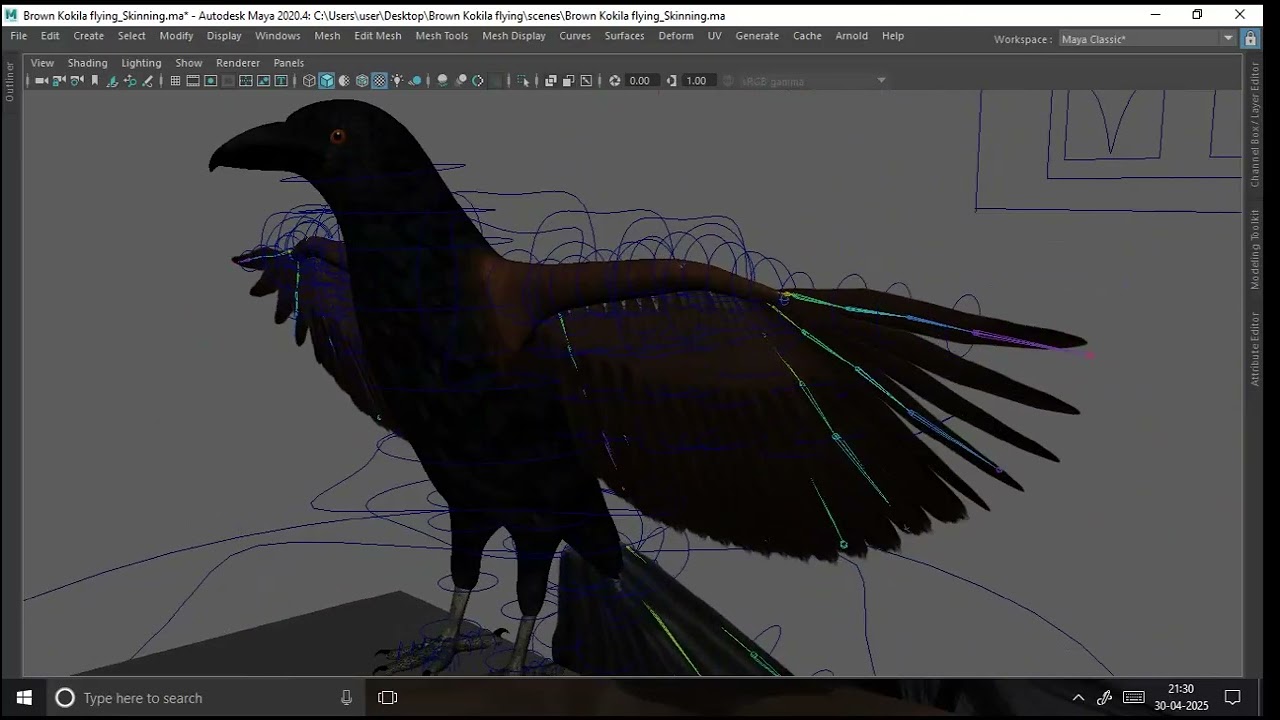 Brown Kokila flying Skinning with Blend shapes