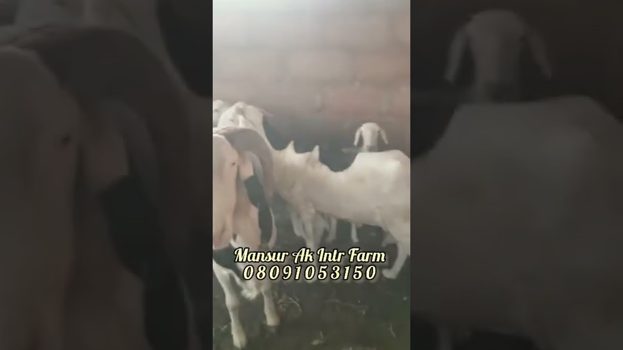 💯 % LADOUM BREED FOR SALE CALL 📞 OR WHATSAPP 0 8 0 9 1 0 5 3 1 5 0
