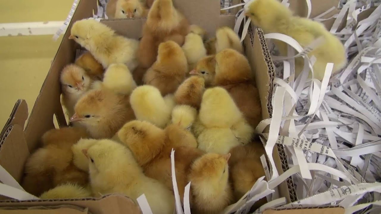 Reja perutnine na Oddelku za zootehniko Biotehniške fakultete