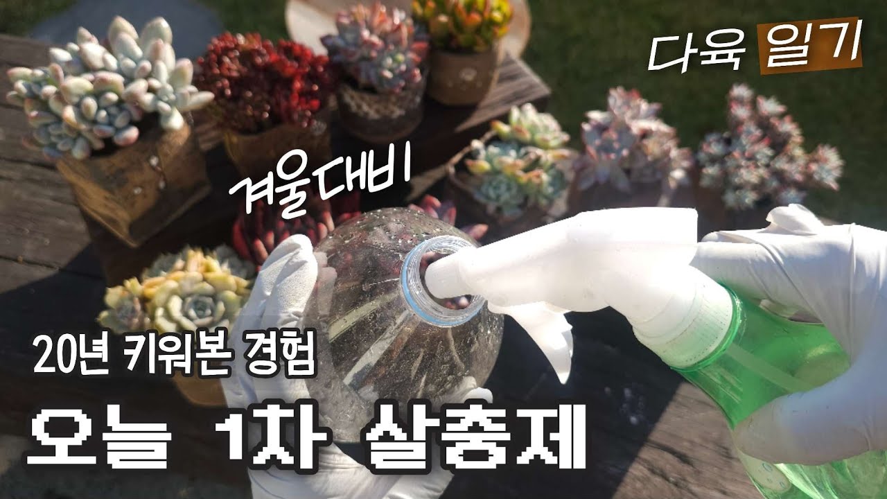 다육생활✅️ 안으로 넣기전 1차 살충제 했어요..(겨울대비)