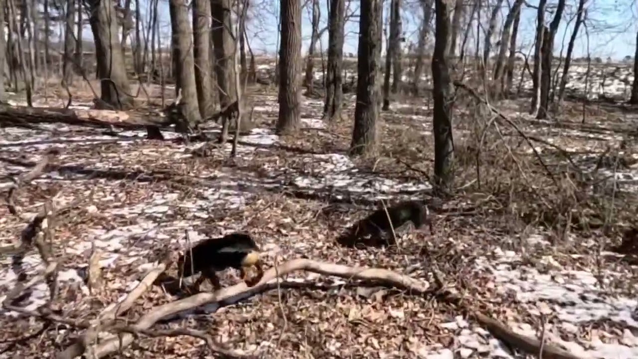 Last Rabbit Hunt 
