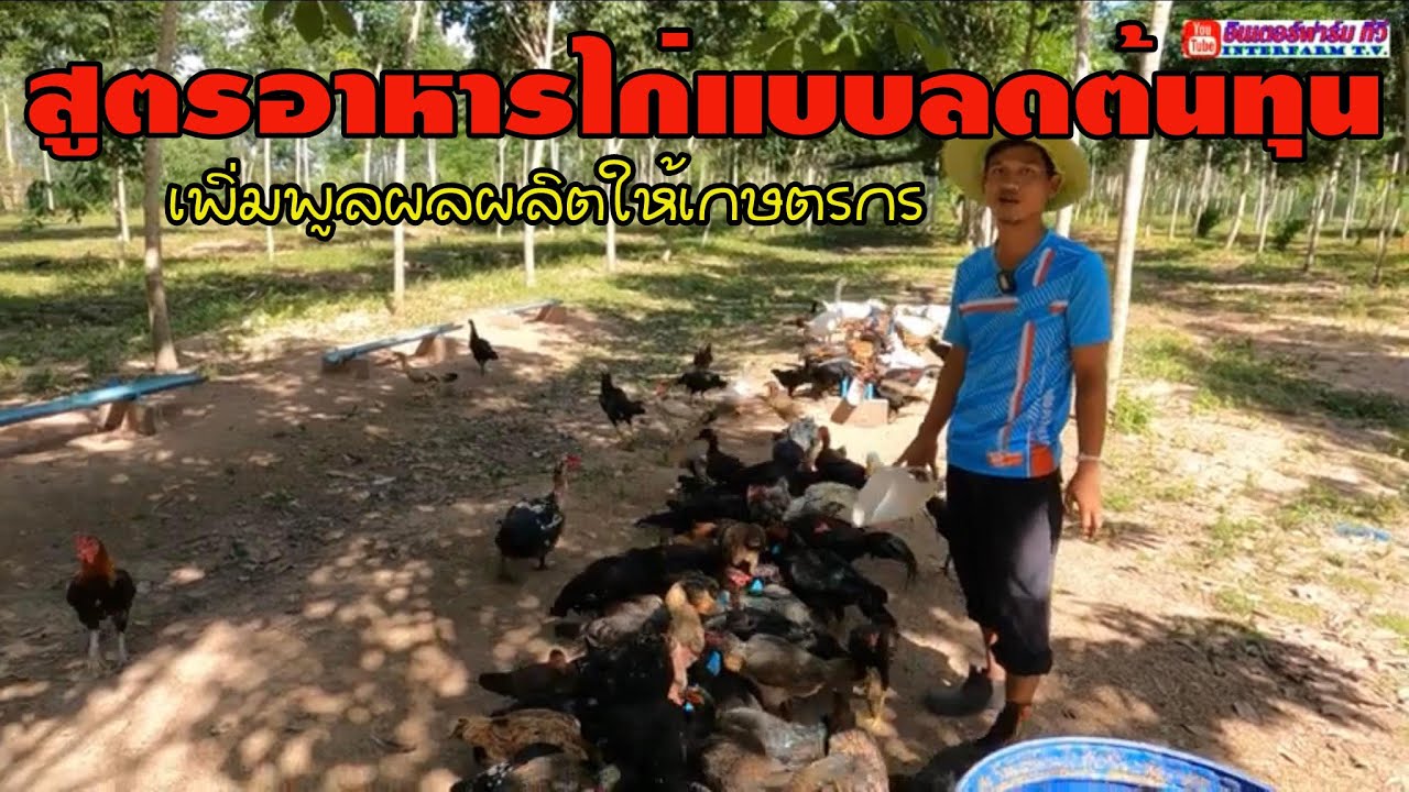 สูตรอาหารไก่แบบลดต้นทุน..เพิ่มพูลผลผลิตให้เกษตรกร