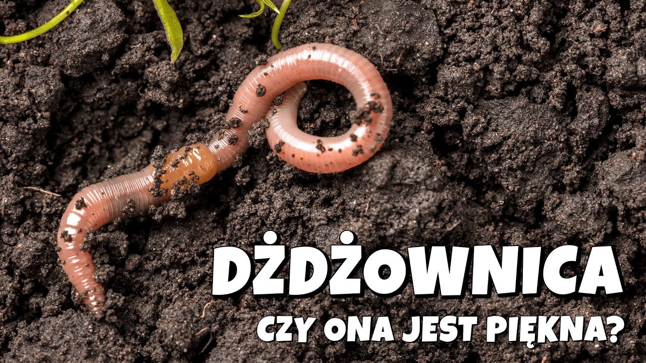 Dżdżownica - Historia nocnych spacerów pięknej dżdżownicy | Bioróżnorodność