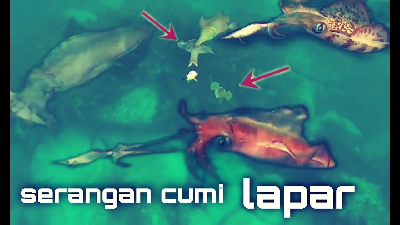 GANAS ! cumi-cumi pada kelaparan, ini dia serangan cumi jantan