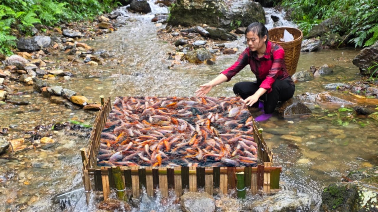 Using bamboo to create a fish trap in the stream and Diep caught a lot of fish to sell.