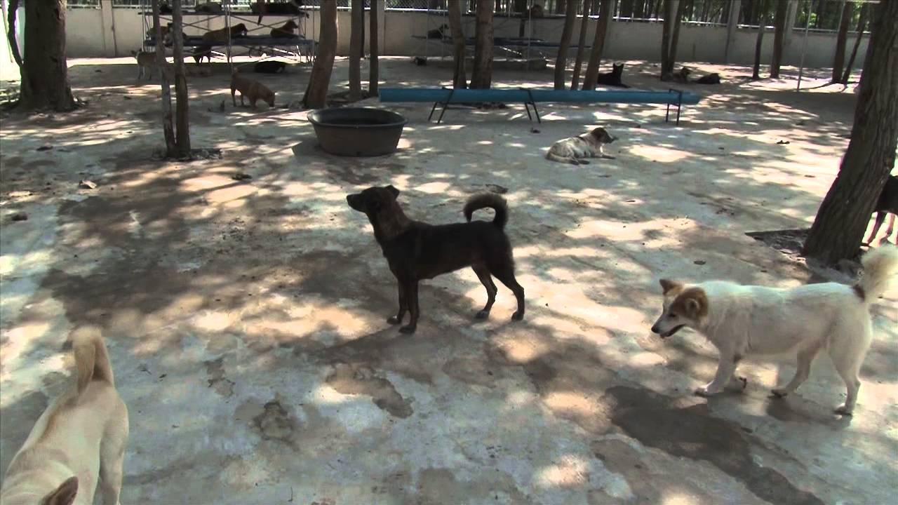 Soi Dog Year in Review 2013