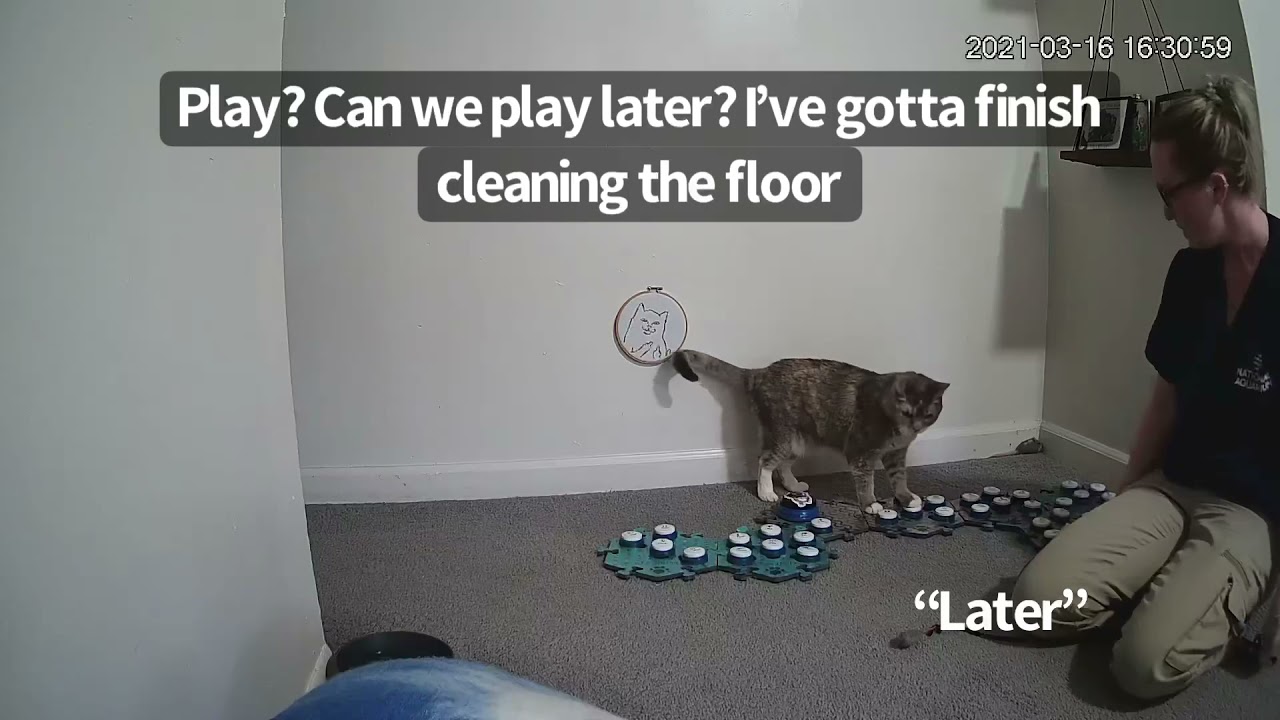 No Clean