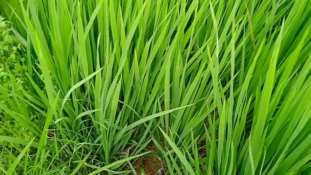 2 నెలలు అయింది మా knm 1638 వరి రకం వేసి