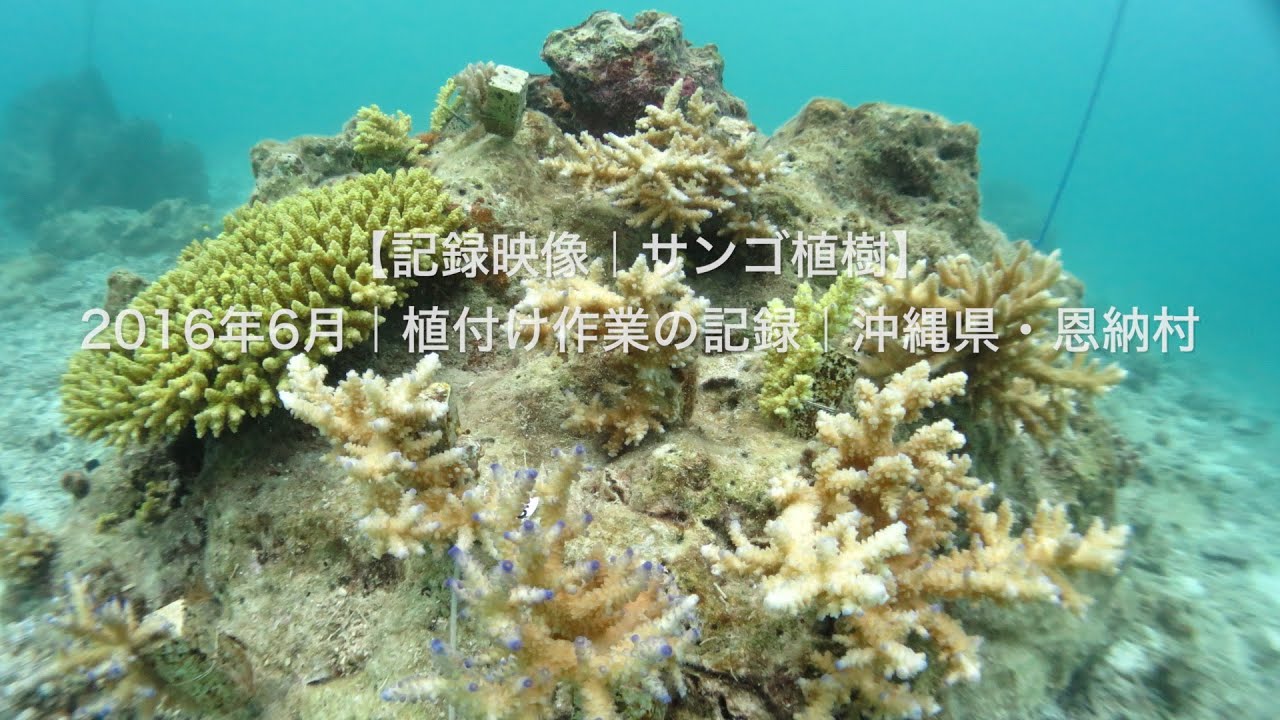 【記録映像｜サンゴ植樹】2016年6月｜植付け作業の記録・サンゴ畑｜沖縄県・恩納村｜BlueLeaf
