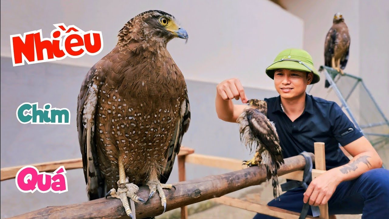 Đón Thêm Diều Hâu Quý Hiếm Thứ 2 Và Lên Kế Hoạch Thả Đi Vì Quá Tải / Quế Nghịch