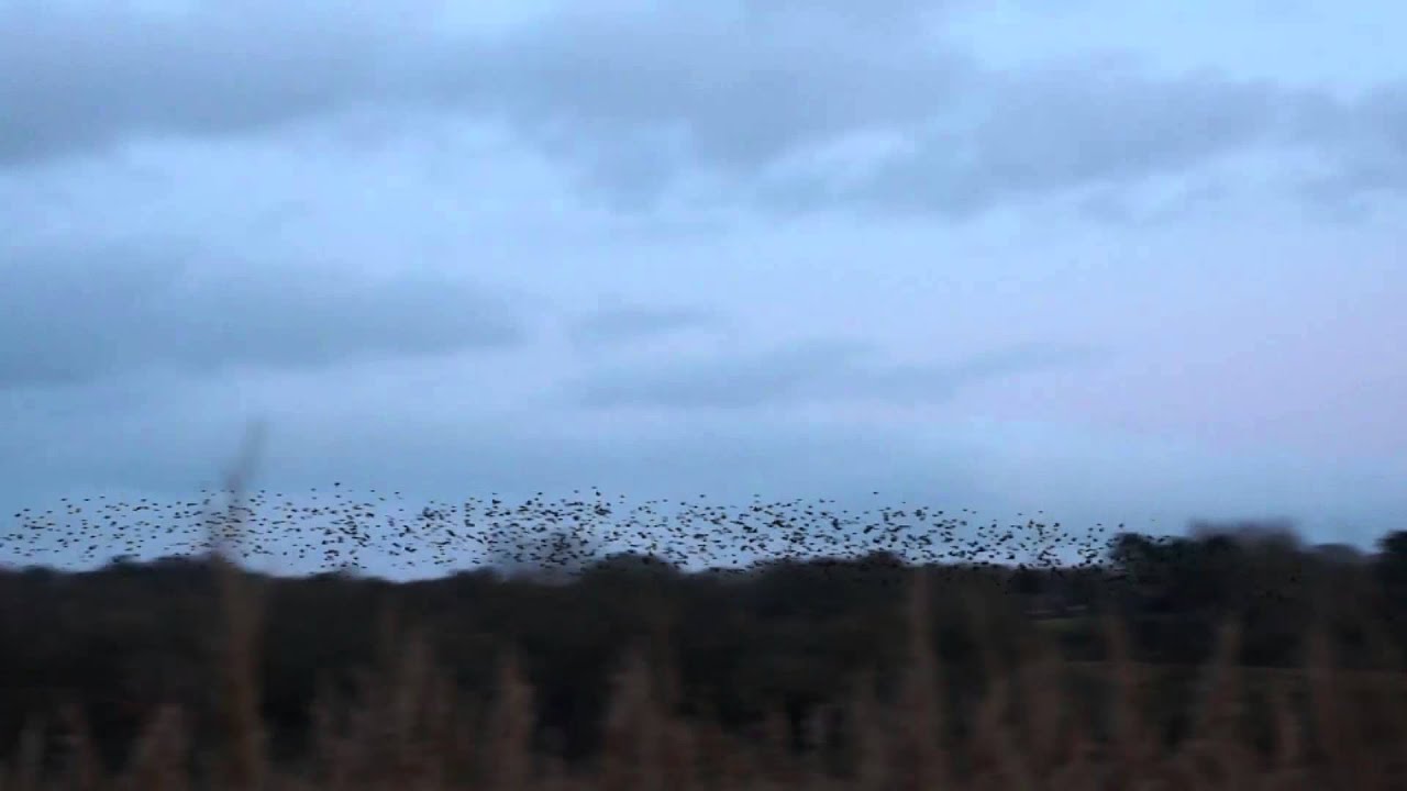 Starling murmuration - Teifi Marshes January 2015