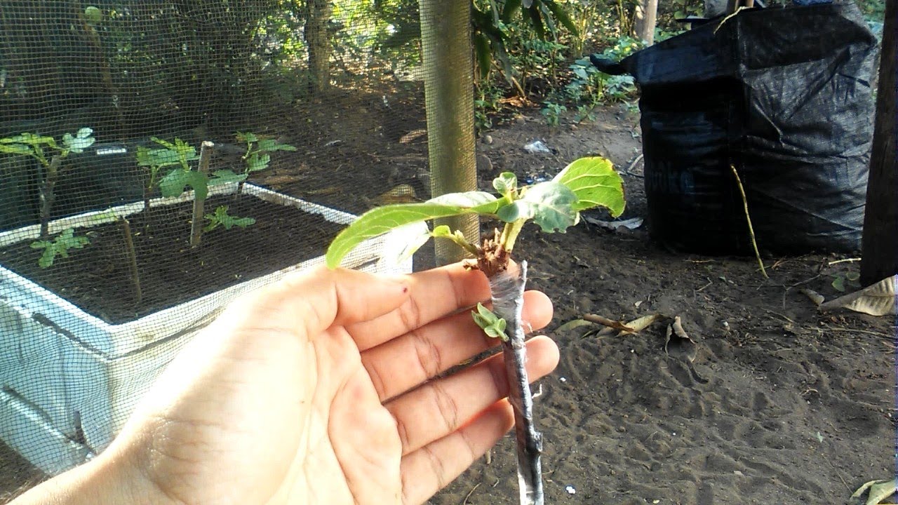 How To Grafting Guava Tree Tutorial by Grafting Examples