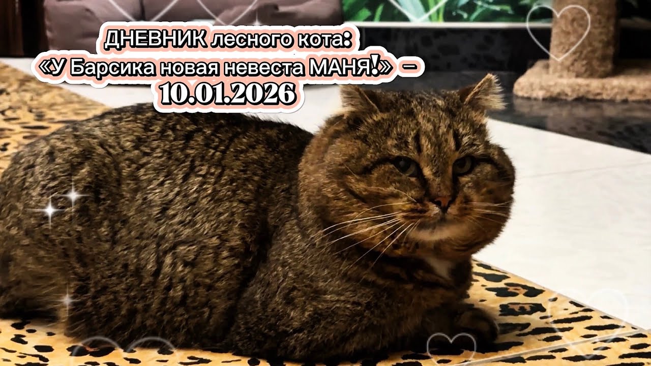 ДНЕВНИК лесного кота: «У Барсика новая невеста» - 10.01.2026