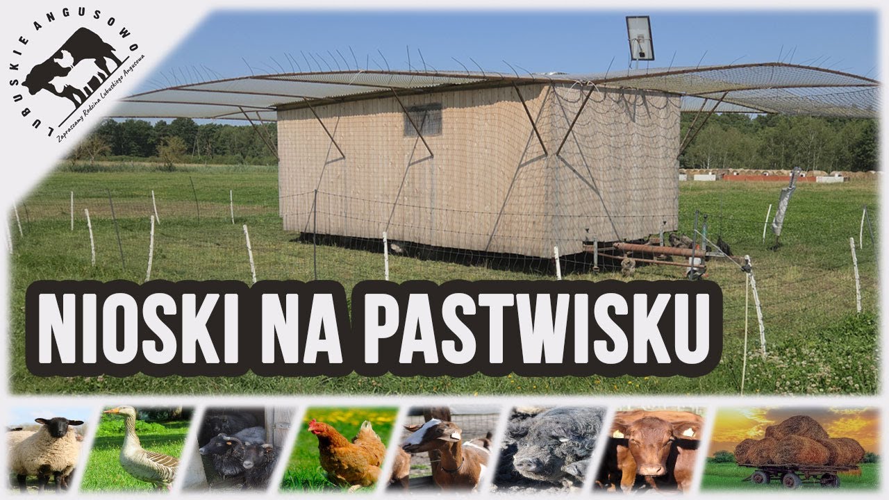 Lubuskie Angusowo - S8 E16 - Nioski na pastwisku. O dopłatach. Akademia Zdrowia