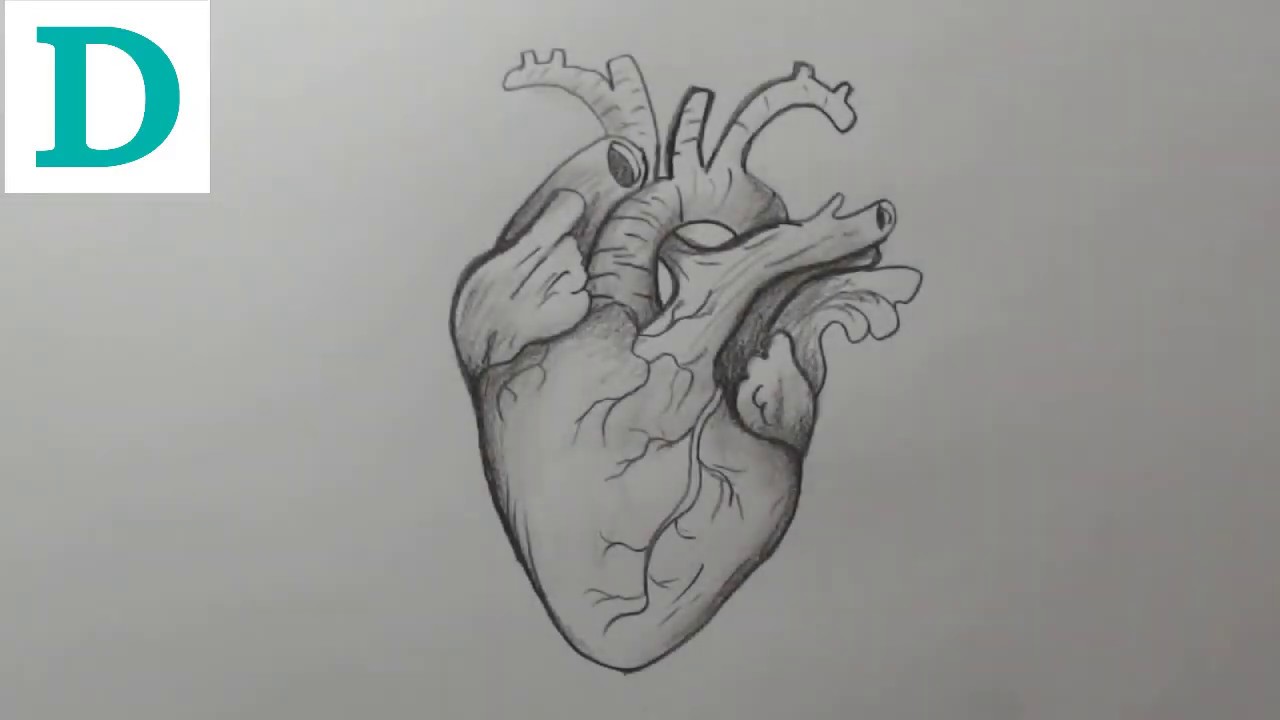Como desenhar coração humano passo a passo
