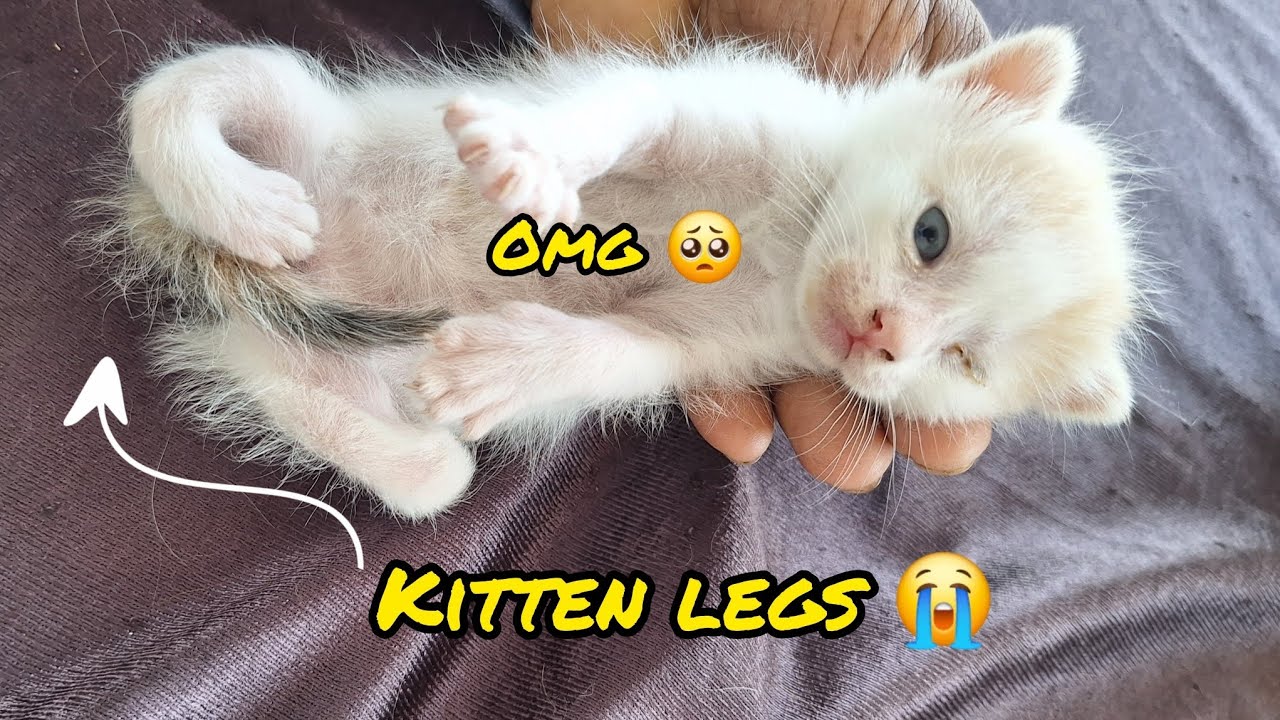 Omg 🥺 Kitten Legs 😭 | shamid74 