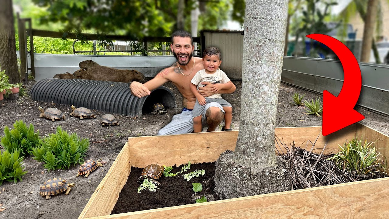 BUILDING Baby Tortoise Enclosure with My Son!