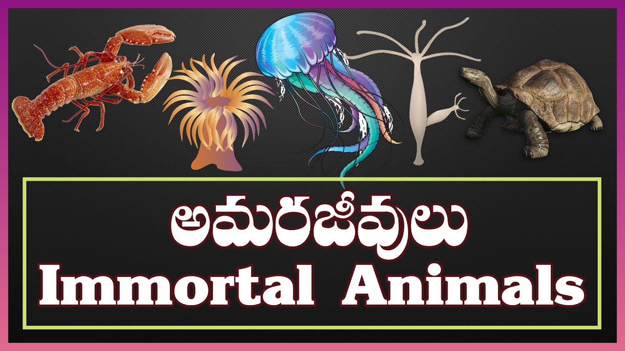 7 Almost Immortal Animals | 7 Animals Who Can Live Forever | Telugu | భూమిపై అమరజీవులు |