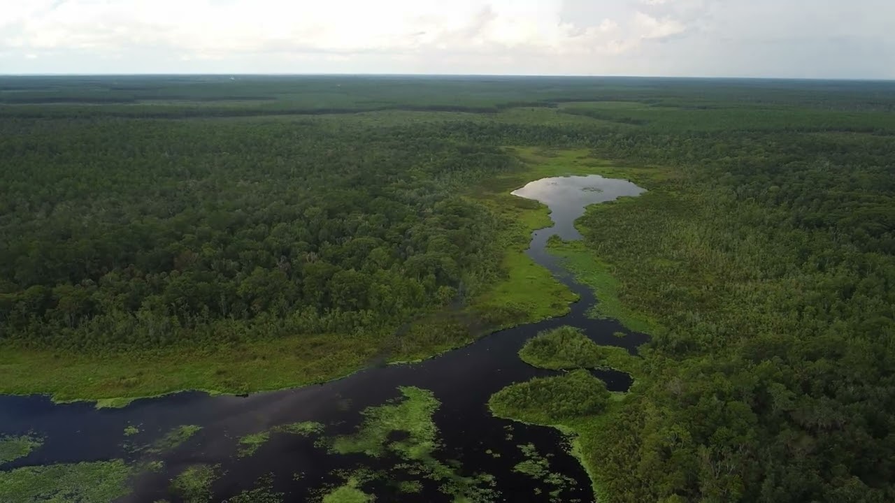 🌴 Lake Eaton | A Florida Local&rsquo;s Peaceful Escape into the Forest 🌲