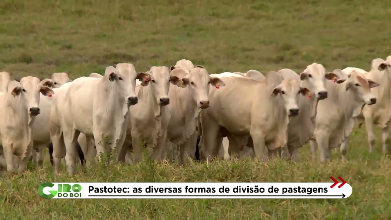 QUANTO MAIS DIVIDIR O PASTO, MAIS GADO VAI CABER NA FAZENDA
