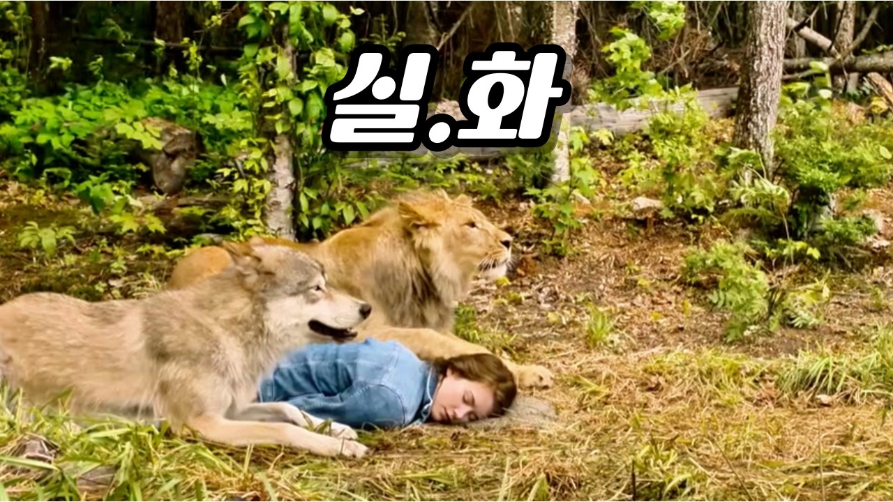 《실화》숲속에 쓰러진 소녀... 그녀를 구해낸 건 늑대와 사자였다. [영화리뷰 결말포함]