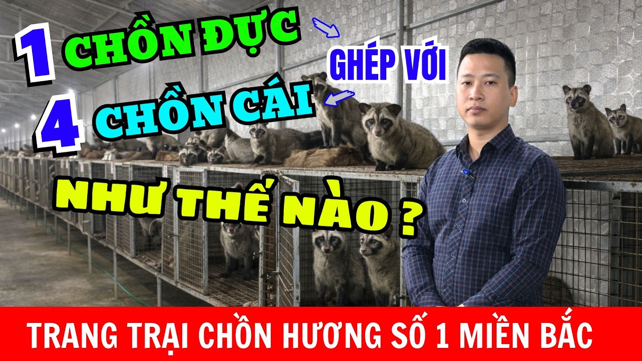 1 CHỒN HƯƠNG ĐỰC GHÉP VỚI 4 CHỒN HƯƠNG CÁI NHƯ THẾ NÀO? TRANG TRẠI NUÔI CHỒN HƯơNG LỚN NHẤT MIỀN BẮC