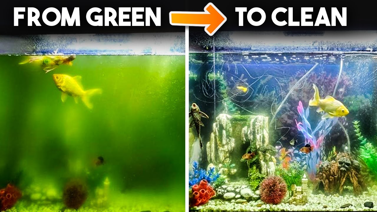 Aquarium Water Turn Green? Here’s How to FIX it