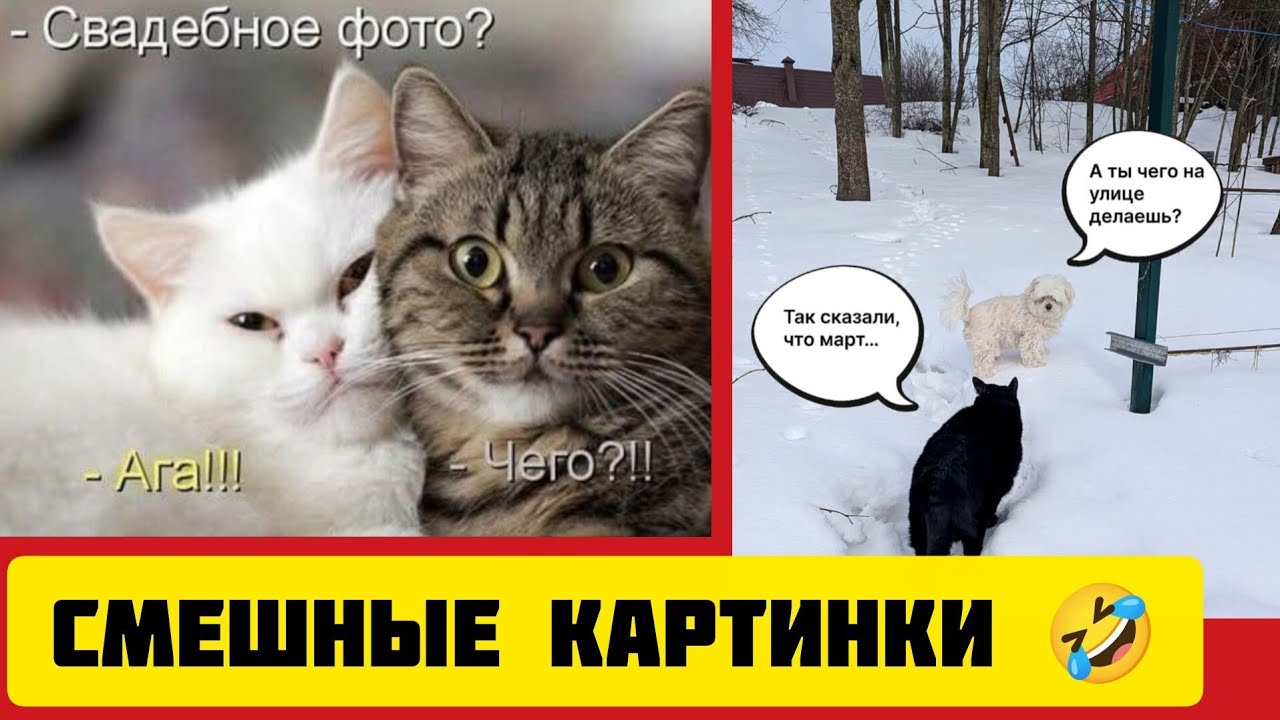 А ты чего на улице делаешь🐶?Так сказали, что март...😼смешные картинки🤣 и весёлая музыка 
