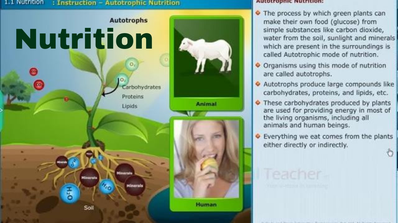 Unit-1.1 Nutrition | CBSE - Class X