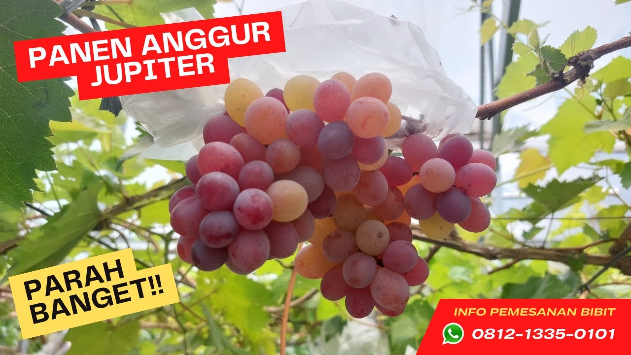 JUAL BIBIT ANGGUR JUPITER. WA/TELP. 0812-1335-0101