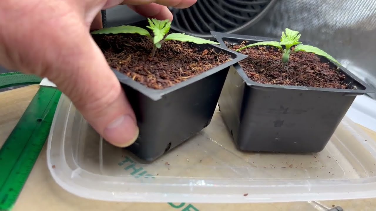 #1 -  Malawi x Panama cannabis seed. Germination method where the tap root goes straight down.