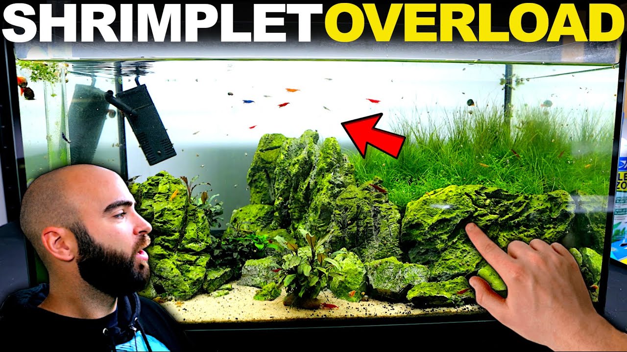MOST Successful Shrimp Tank EVER!!! (fish room updates)