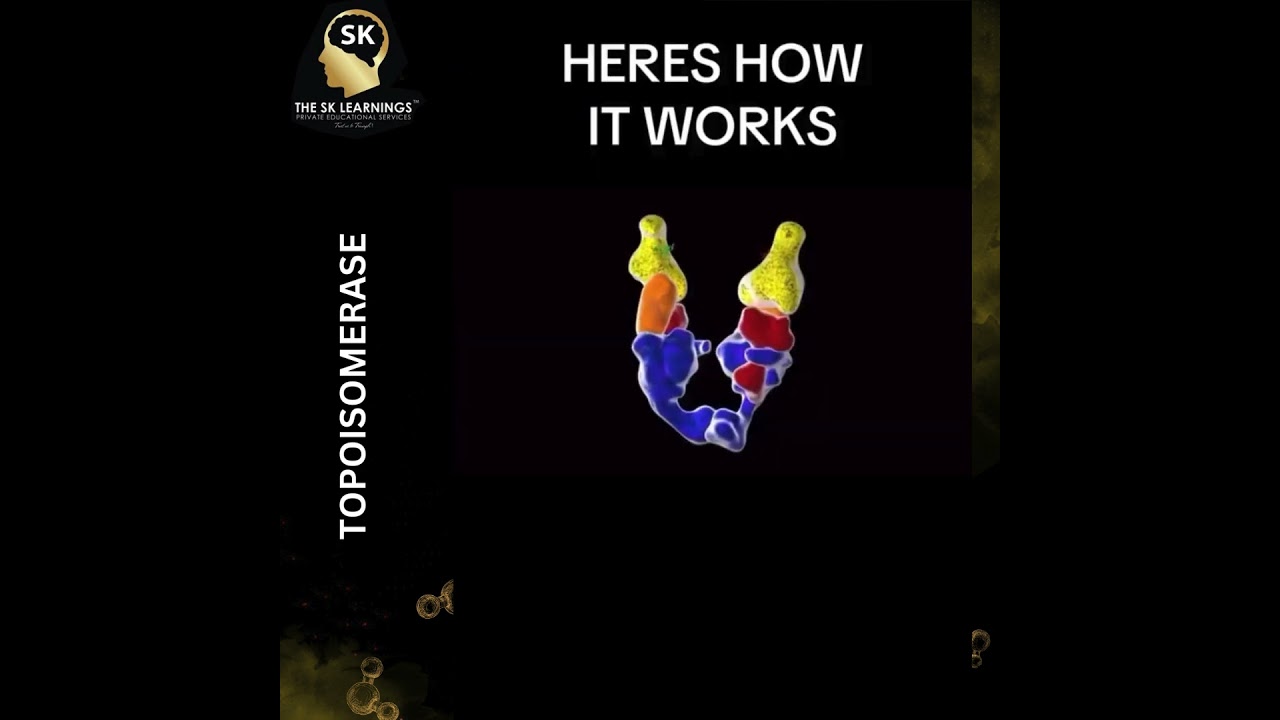 #topoisomerase