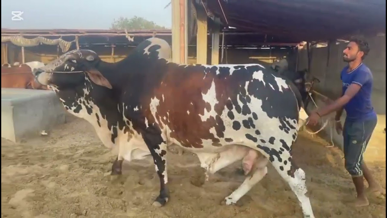 please subscribe my YouTube channel like share karo ❤️🐄