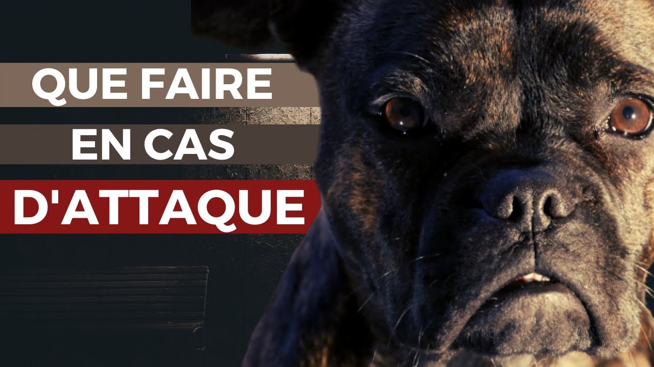 ATTAQUE DE CHIEN ! COMMENT RÉAGIR ?