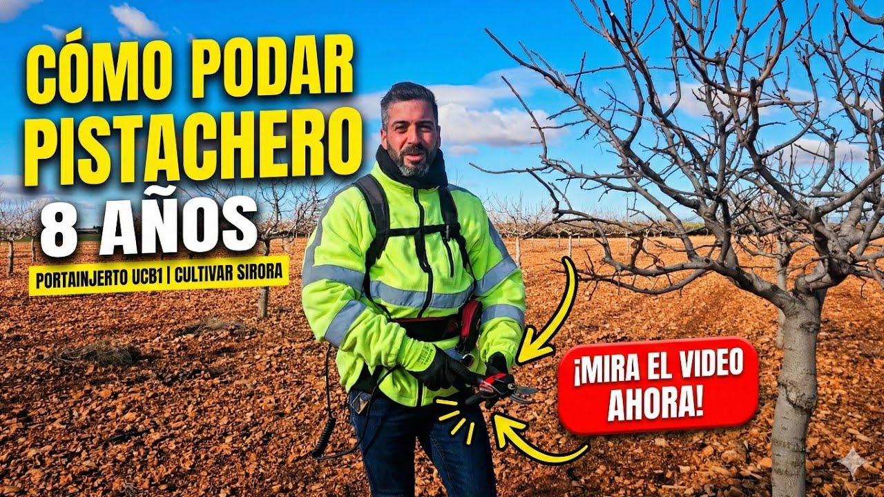EVOLUCIÓN PODA PISTACHERO; SIRORA-UCB1 