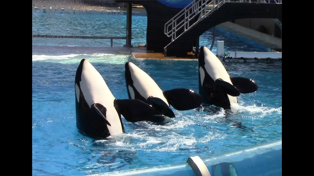 One Ocean (Full Show) - SeaWorld San Diego - June 23, 2014