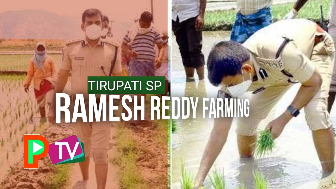 PTV | TIRUPATI SP RAMESH REDDY IPS FARMING VIDEO