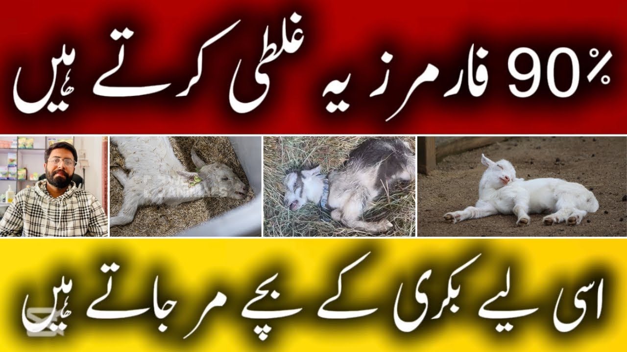 90٪ بکری کے بچے اسی وجہ سے مر جاتے ہیں! 😨 | Goat Kids Mortality Reason