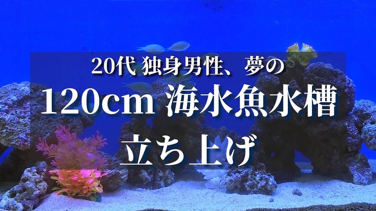 20代独身男性、ついに120㎝海水水槽を立ち上げる