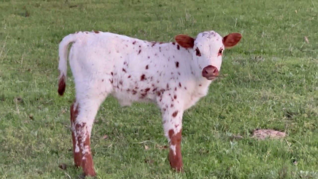 Spring Longhorn Calves and Green Grass