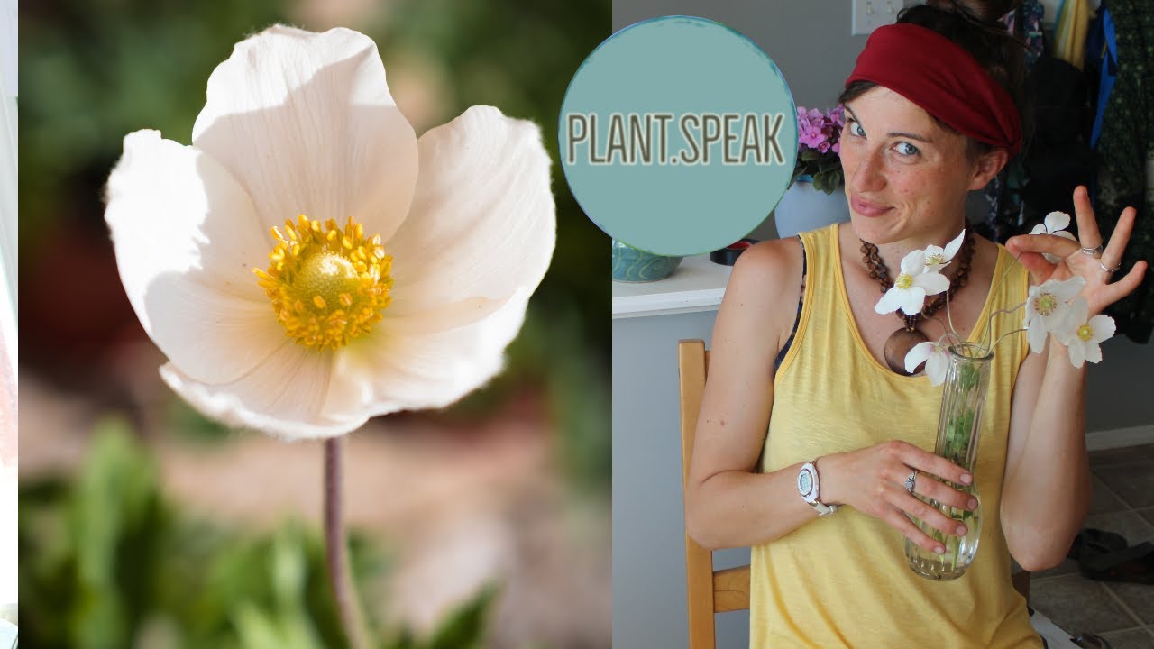 Anemone Sylvestris - snowdrop windflower/Spring perennials/ groundcover/fragrant/cut flower